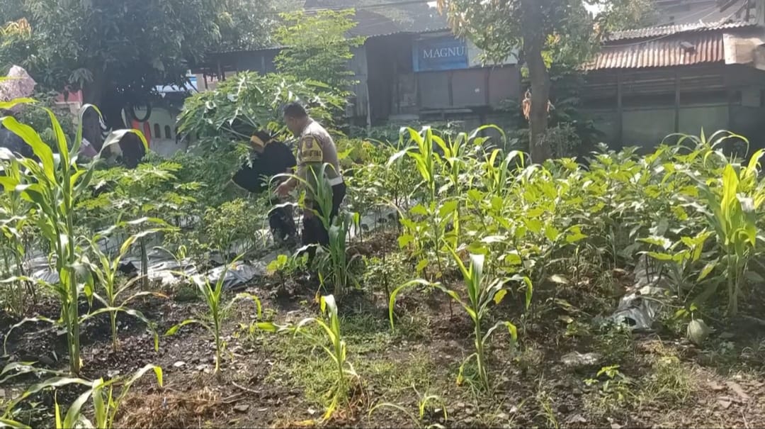 polsek_bangil's tweet image. Bhabinkamtibmas Kelurahan Gempeng Kecamatan Bangil sedang melaksanakan pemantauan pada lahan pekarangan pangan bergizi  Terong dan Tomat Milik Ibu. Sri Aniek yang berada di Link. Pesanggrahan Rt.02 Rw.02 Kel. Gempeng Kec. Bangil Kab. Pasuruan

#PolsekBangil
#Polrespasuruan
#Polda