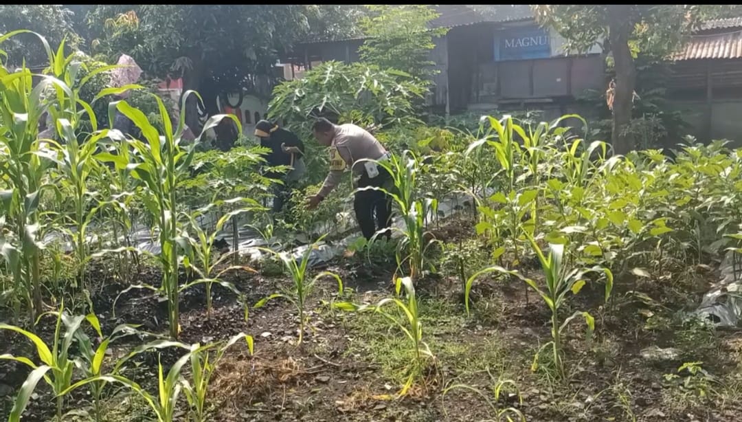 polsek_bangil's tweet image. Bhabinkamtibmas Kelurahan Gempeng Kecamatan Bangil sedang melaksanakan pemantauan pada lahan pekarangan pangan bergizi  Terong dan Tomat Milik Ibu. Sri Aniek yang berada di Link. Pesanggrahan Rt.02 Rw.02 Kel. Gempeng Kec. Bangil Kab. Pasuruan

#PolsekBangil
#Polrespasuruan
#Polda