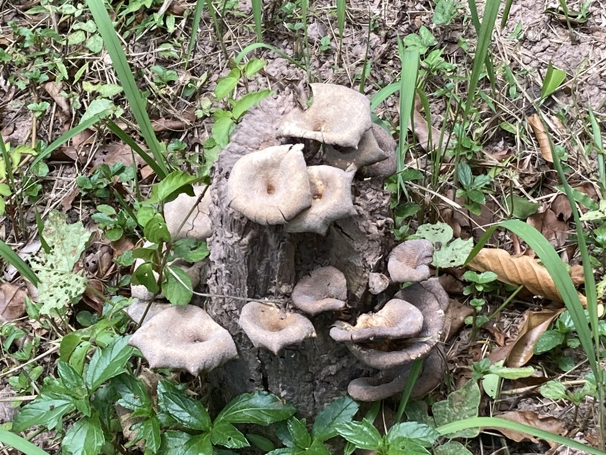 Teppanteck09's tweet photo. ベトナム暑過ぎてあまり🍄‍🟫生えてなかった…
4日の滞在でミーソン遺跡で撮ったコレのみ https://t.co/RDyR1AG1dL