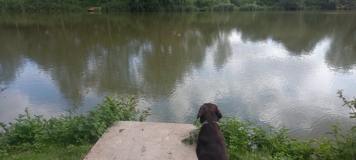Ted_Choc_Lab's tweet image. Contemplating causing complete mayhem to the fisherman in the next-door swims...........
