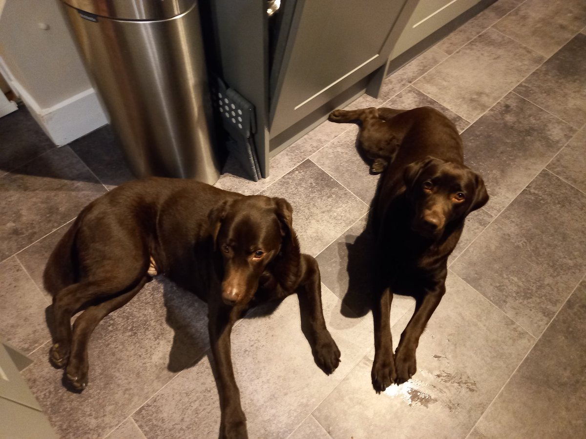 Ted_Choc_Lab's tweet image. Kitchen Bins