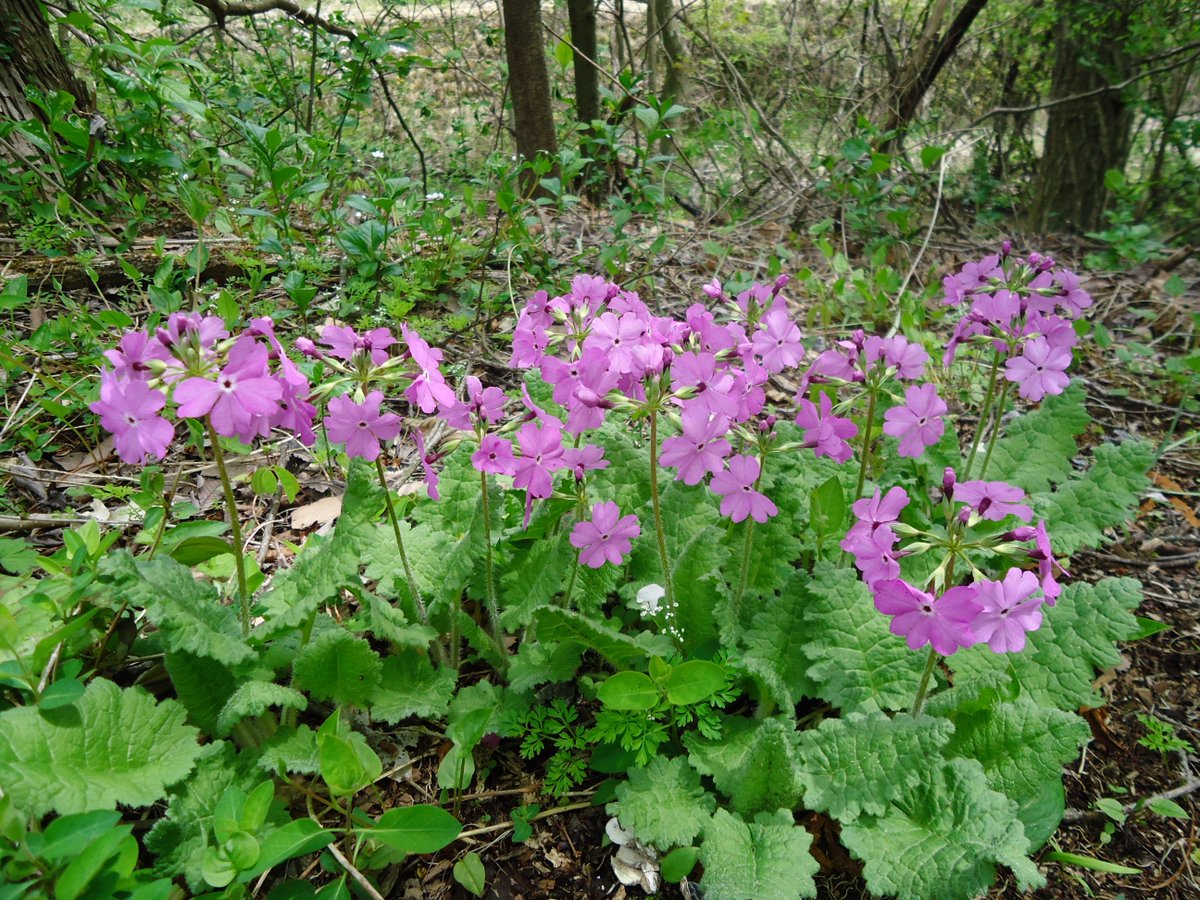 今日は5/4.みどりの日.先ほど軽井沢高原文庫庭で撮影したサクラソウを載せます.この花は軽井沢の町花です.春の展示「戦後80年 戦後文学を拓いたひとびと∼荒正人サイン入り献呈本約五〇〇冊一挙公開∼」が始まり,1週間がたちました.~7/14迄.5/11(日)午前10時∼「2025野の花さんぽ」第1回を開催します.