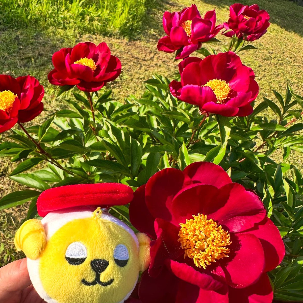 ママのお庭のシャクヤクのお花がたくさん咲いたヨ🌸
元気がなかったお花の手入れを2年前から始めてようやく咲きました！
スシズーともカラーリングが似てるね🐑🍣
#しゃくやく #シャクヤク #庭の花 
#スシズー #スシメー #sushizoo #susheep #ぬい撮り #ぬいぐるみ