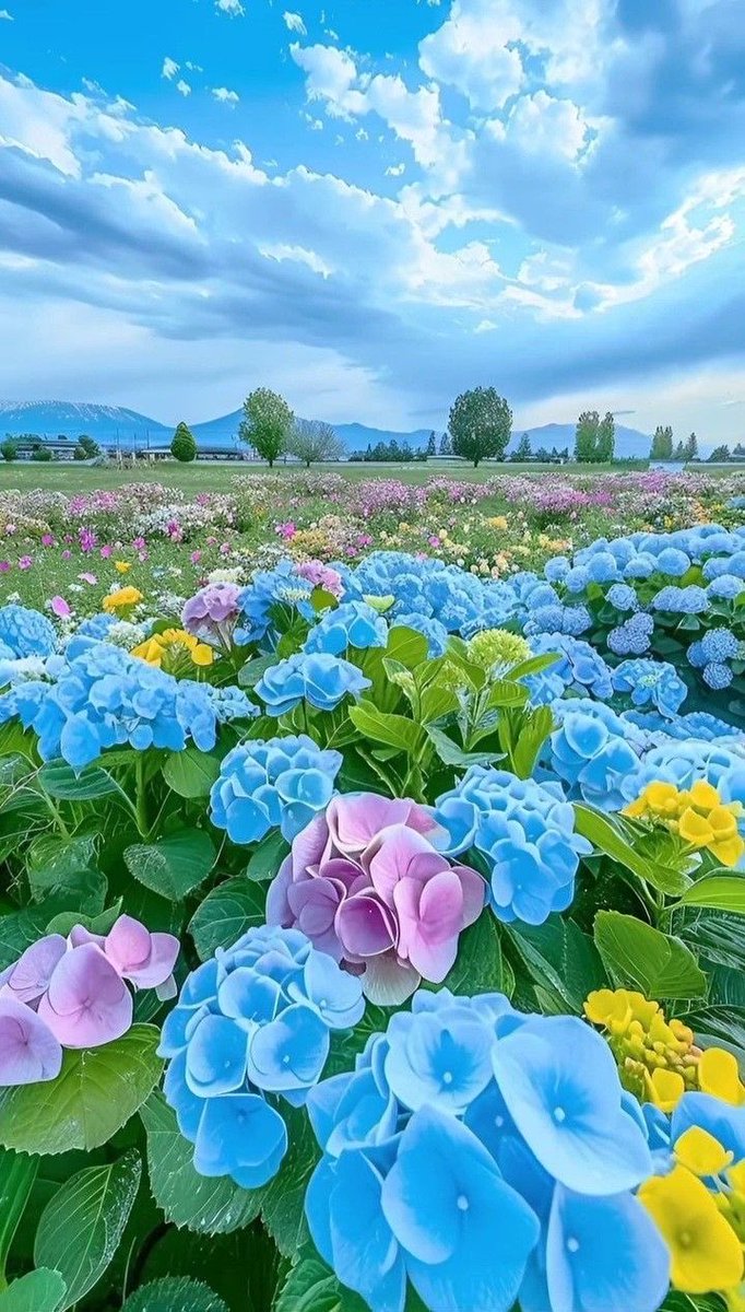 Wishing all of you a beautiful Sunday my dear friends🦋🩵