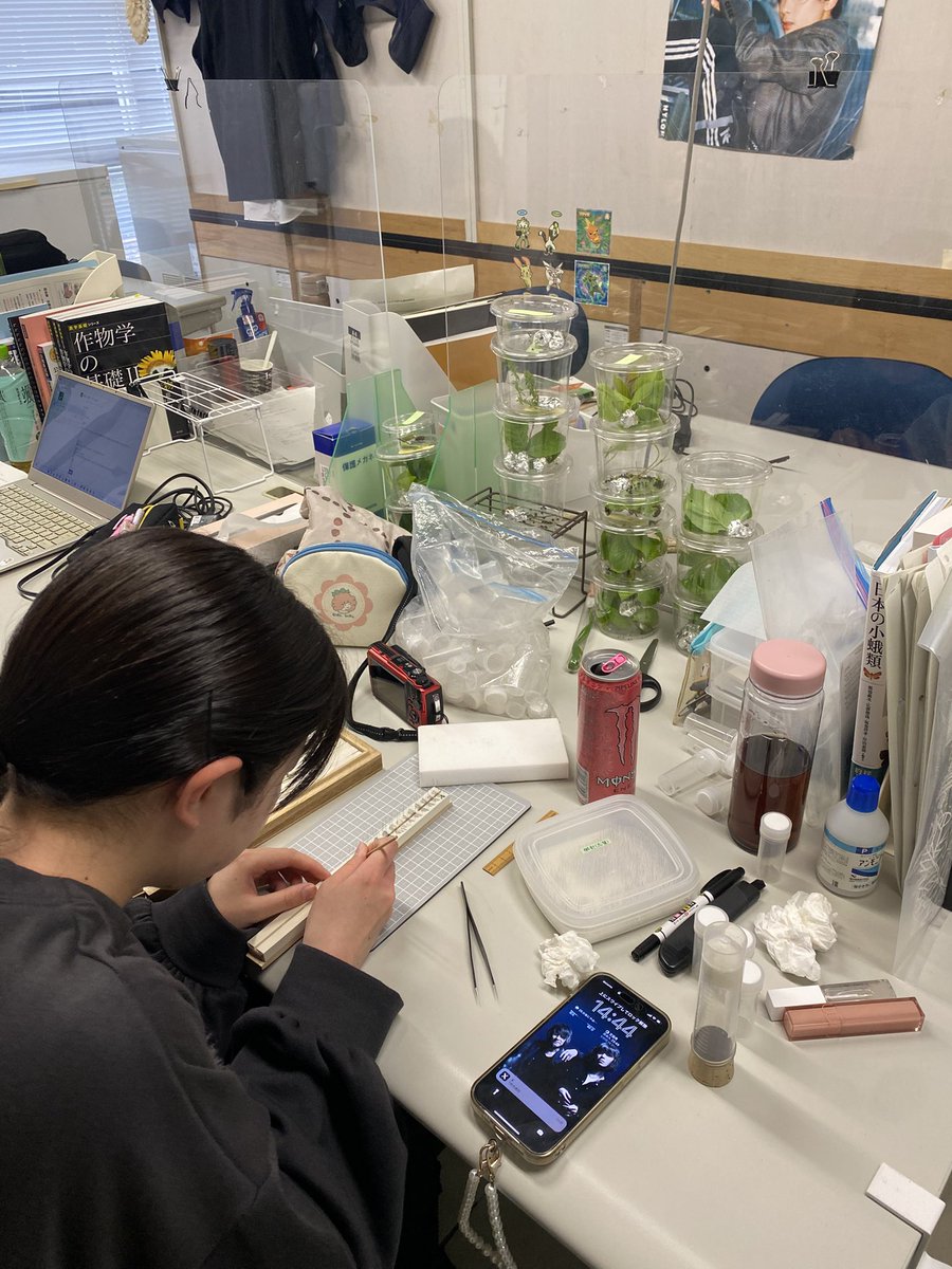 植物病理学研究室の学生さんの日常。
趣味で蛾の標本を作ってます🪰
「羽が綺麗なんですよね〜✨」
確かに！
#宮城大学　#食産業学群　#生物生産学類