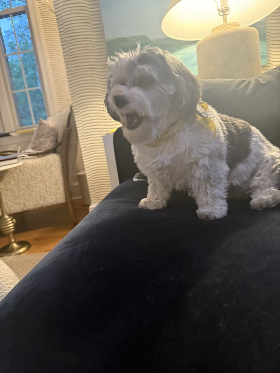 Moose “the silly goose” Tapper tweet media