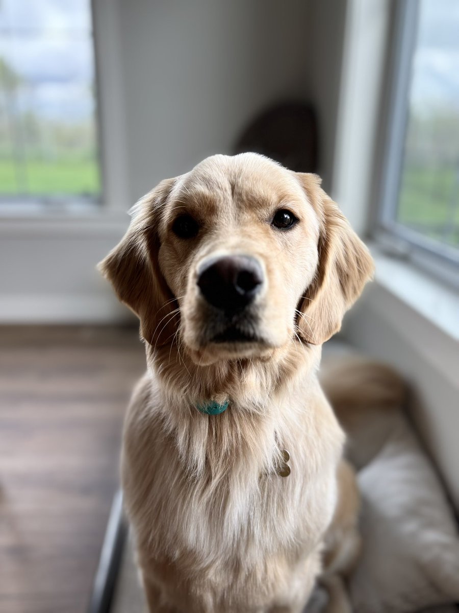 Winston. Lucy. Focused.