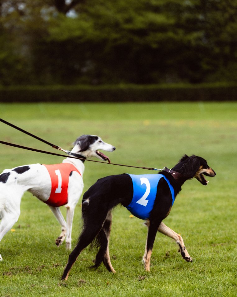 Not every race is about speed.
Sometimes it’s about timing.
Preparing the tournament🏆