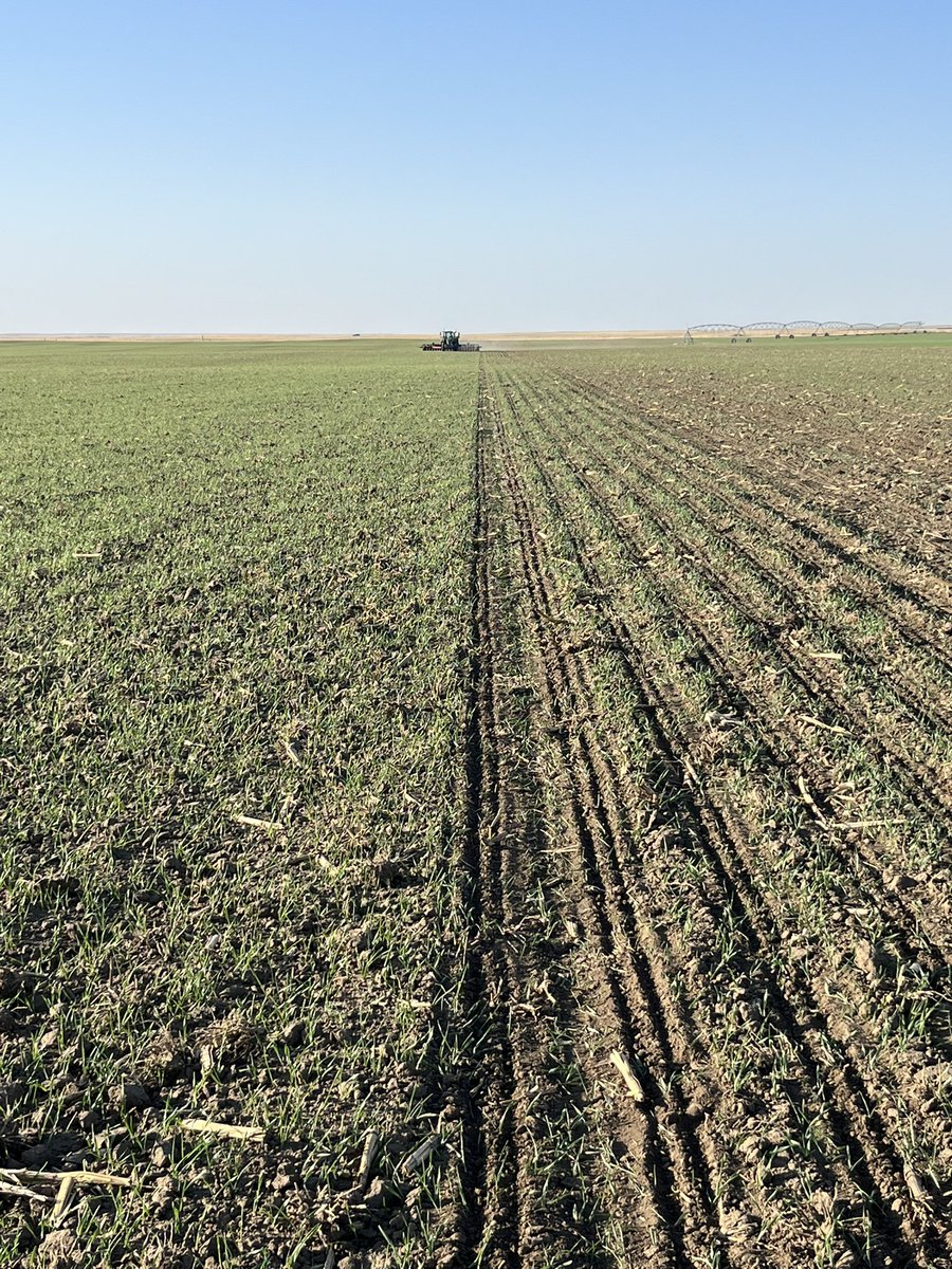 Cover crop ✅, modified planter✅, sun and water ✅, all right let’s go! BASF seed canola time <a href="/Fendt_NA/">Fendt_NA</a>