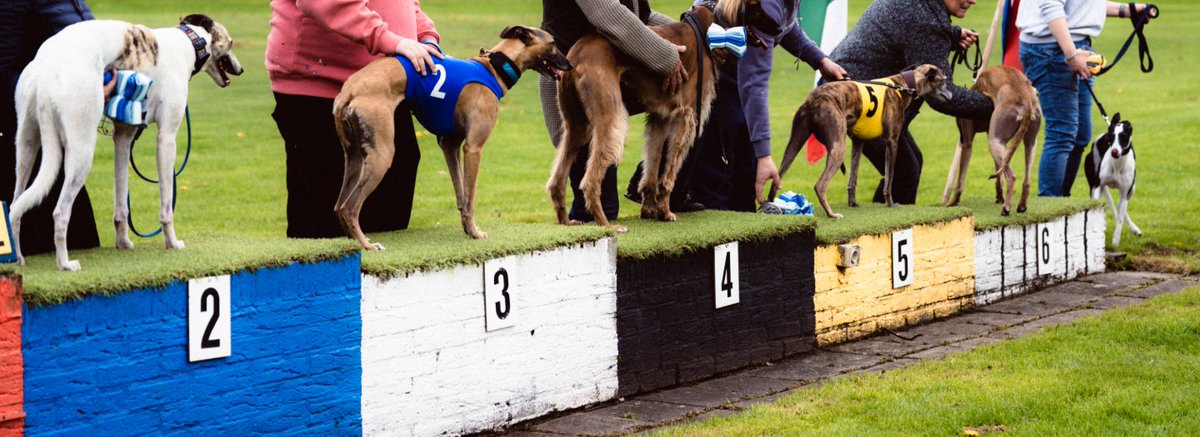 Every race has a finish line.
And every dog earns their place.
From 1st to 6th, the hounds are ranked by finish with rewards distributed accordingly.