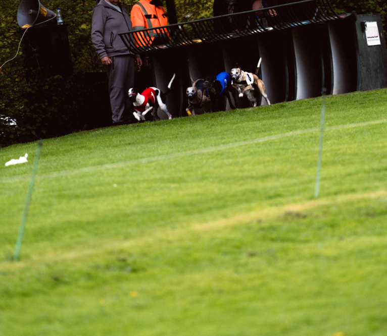 5 hours to go.
The gates will snap open.
All eyes on the track.
All bets on the line.
houndracing.games/arena