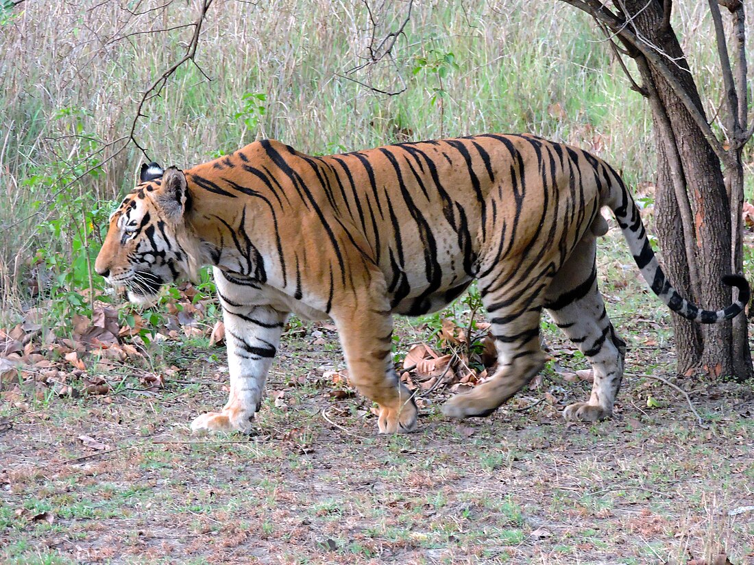 savetiger20's tweet photo. Bengal tiger https://t.co/NEnECMlCMK