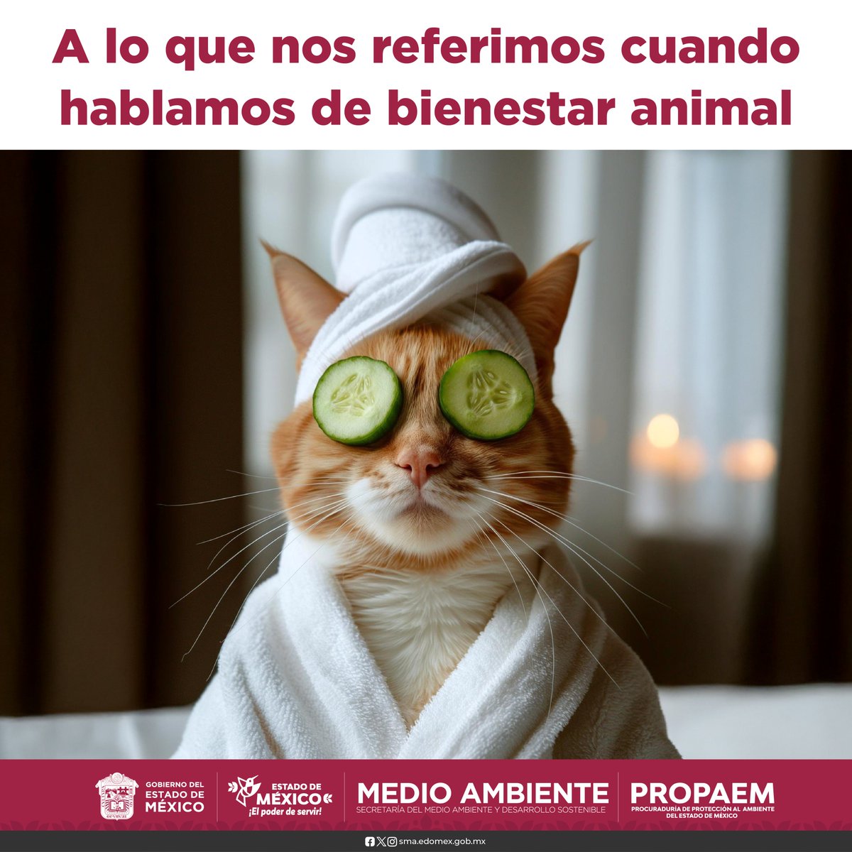🧼🐾 El #BienestarAnimal no es un lujo, es una necesidad. En #PROPAEMTips te recordamos que cuidar a tu ser sintiente incluye higiene, atención médica y mucho cariño. ¡Ellos también merecen su momento de spa! 🛁💚