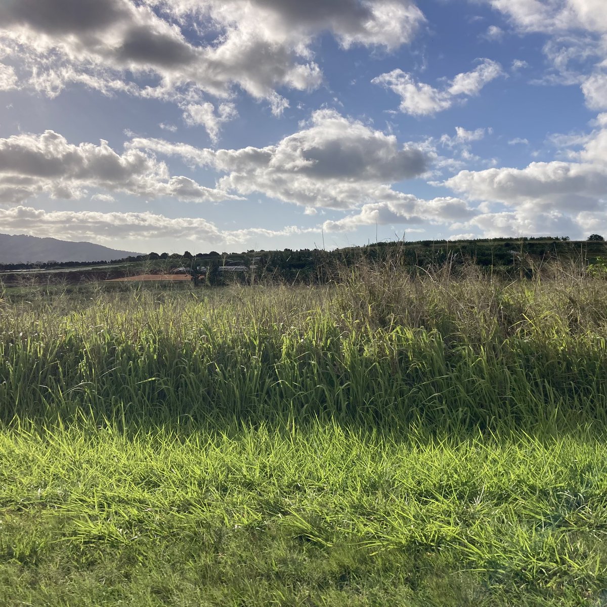 On the north shore Oahu found several hundreds of acres of pineapple farming close to the Dole Plantation. Three pineapples in four years per plant!!!