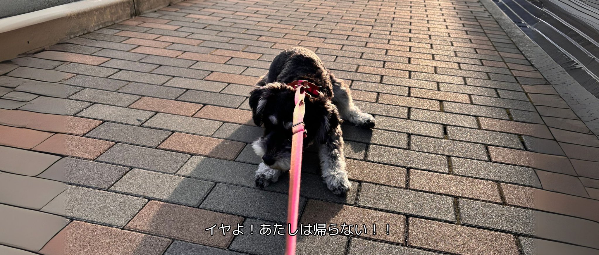 いぬころ (@inukokoroblog) / X