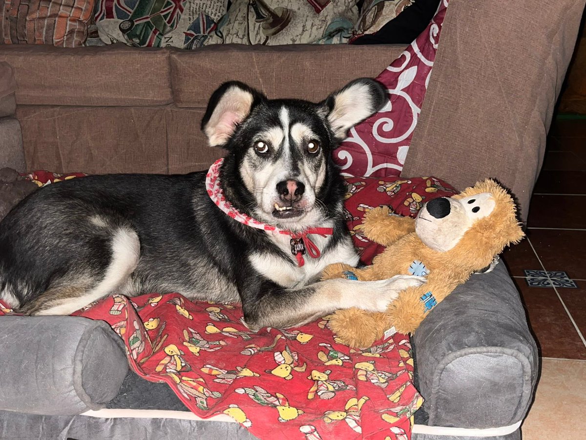 Qué bonito que ahora las preocupaciones de Laika solo sean encontrar sus ositos para jugar.🥹
Felizmente adoptada en enero.
Les manda ¡saludos! 🐾