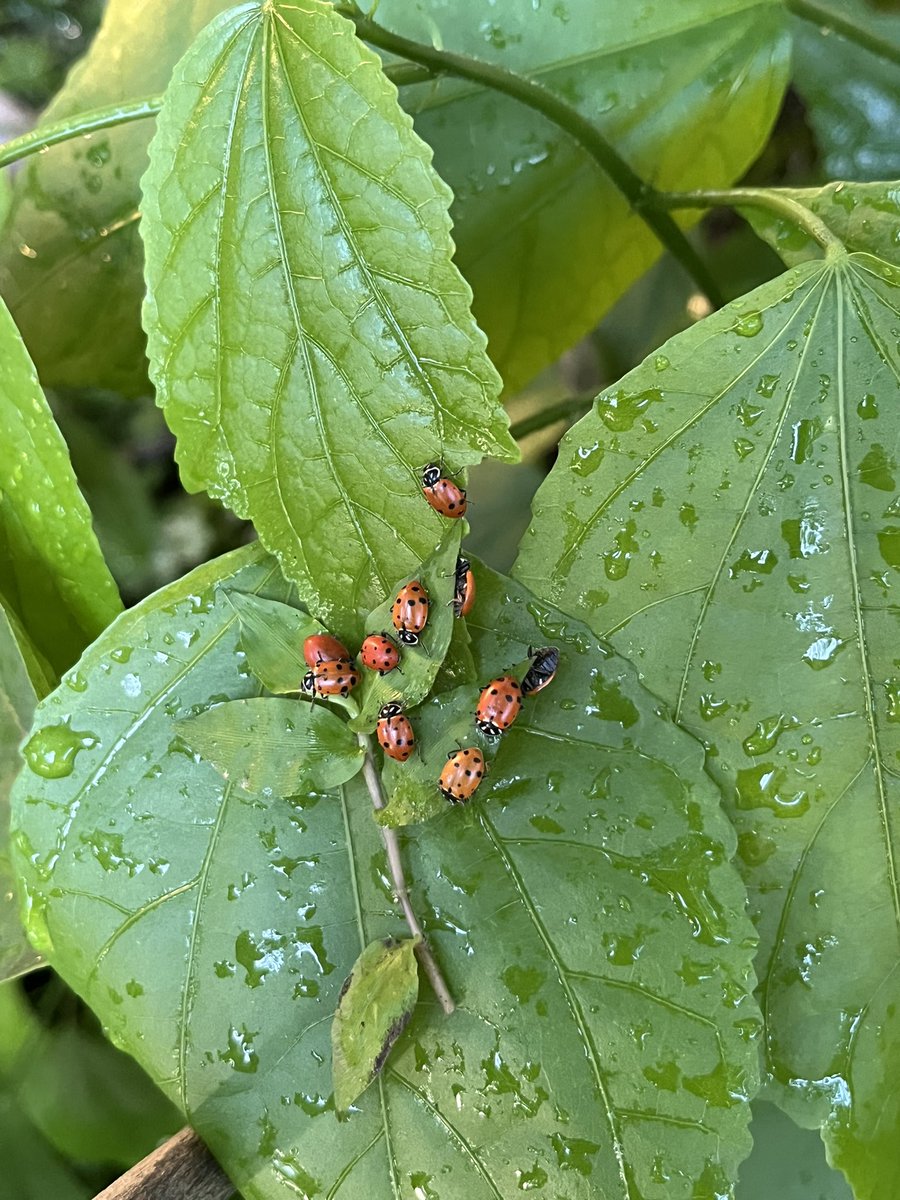 released more than a 100 ladybugs in my backyard and photographed it like a concert🐞