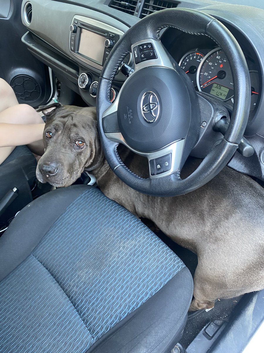 blud wanted to drive😭 hes too cute