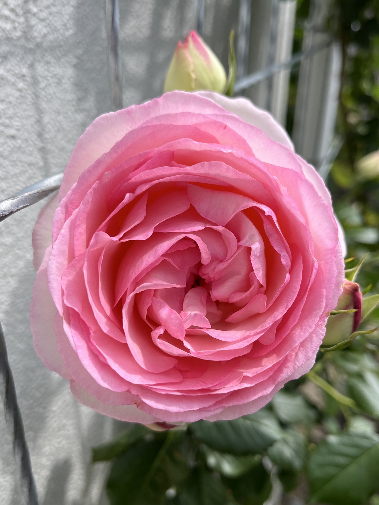 ♡Beaniebaby様♡お取り置き※バラ苗 バラ様日記 - Search / X