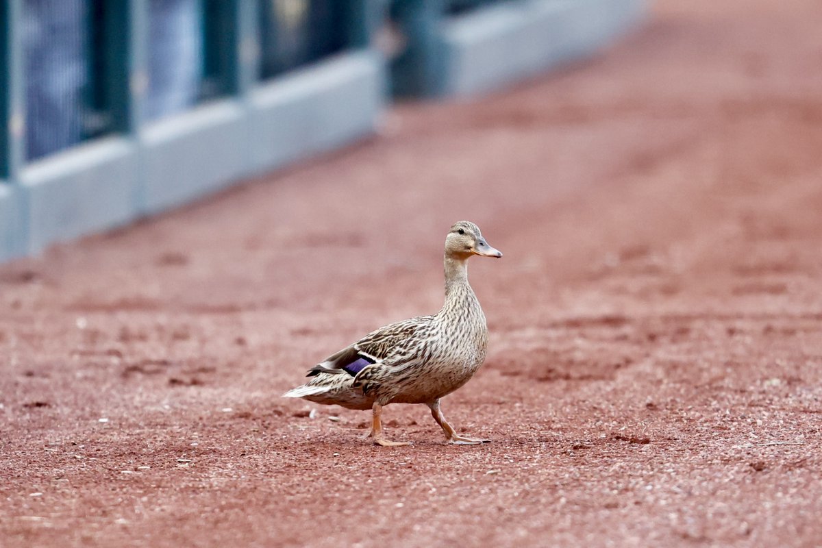 Springfield Cardinals tweet media