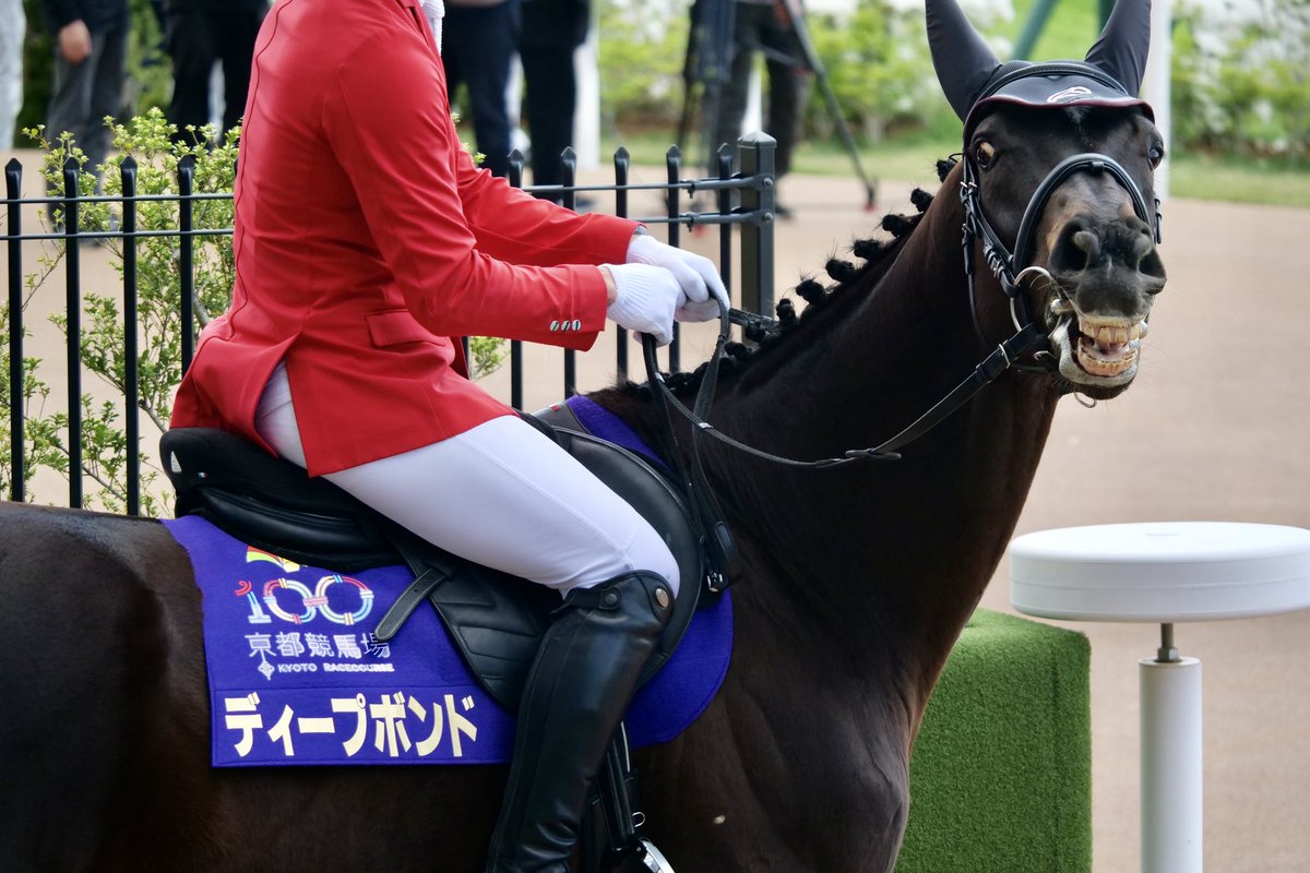 プボくん誘導馬デビューおめでとう‼️ ただ、落ち着きが無いから