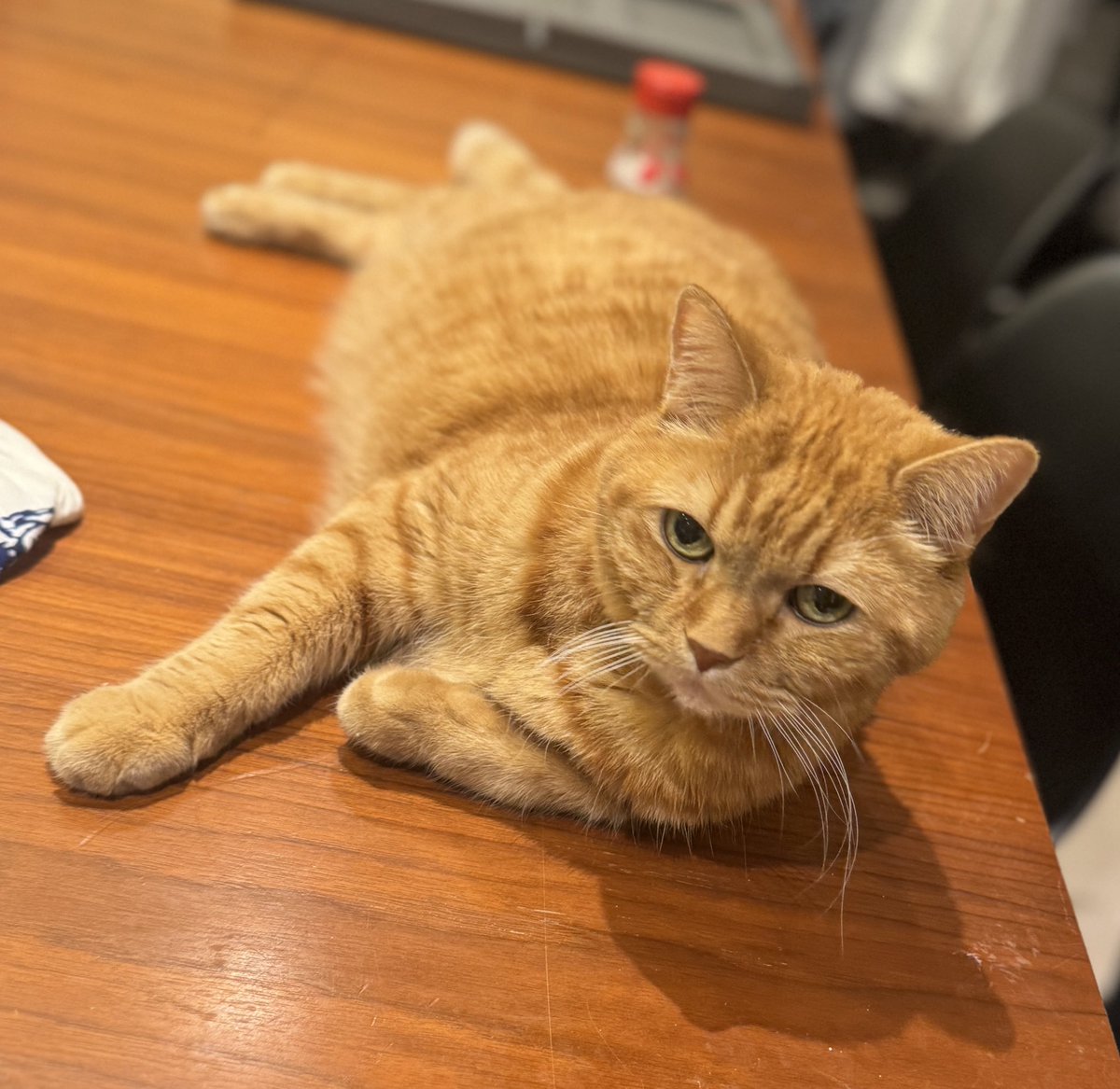 にゃんきち 人気Youtuberもちまる日記さんの猫が腎臓病を患ってしまったとのこと