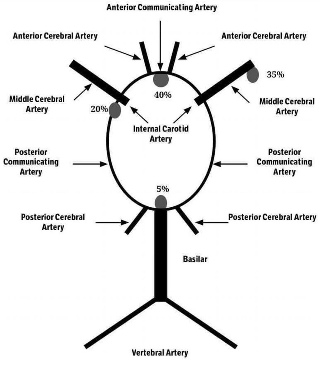 Cerebral aneurysms and circle of Willis