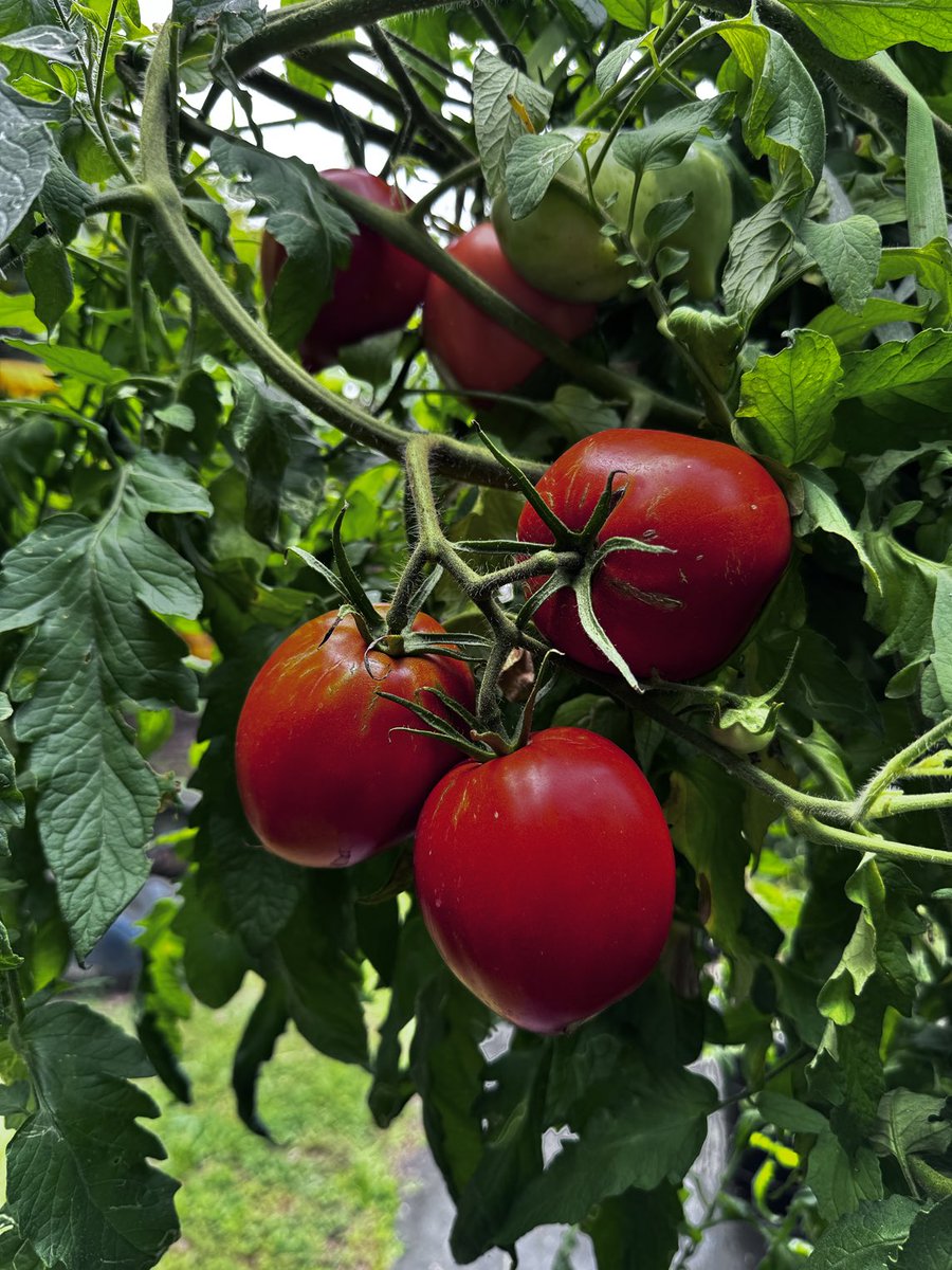 Amish paste tomatoes