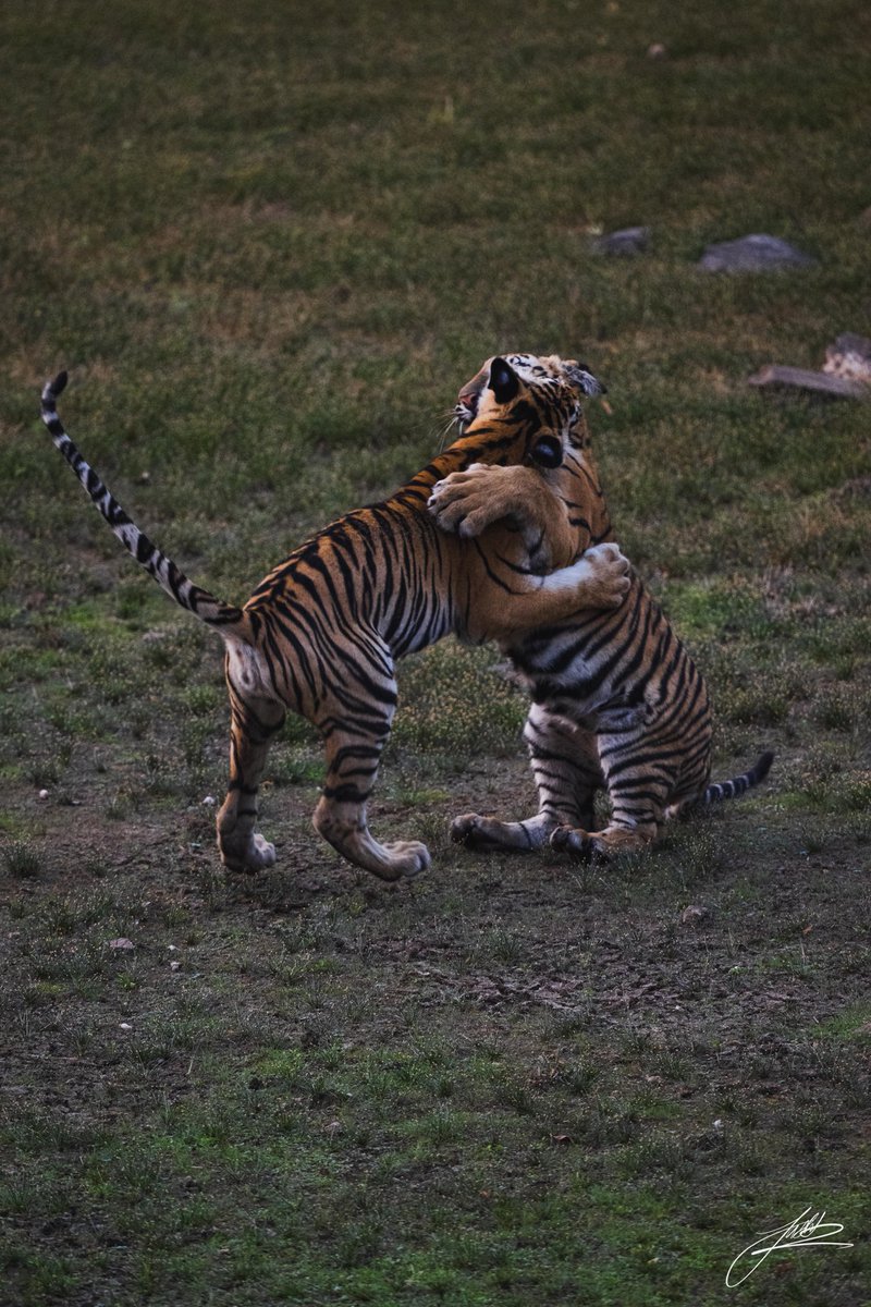 Dr Jatin Kothari MD DM FISOT FISN FICN FASN FRCP (@kotharijatin) on Twitter photo Had a great tiger sighting weekend @umredh tiger reserve near tadoba (F2 & her 5 playful cubs ) on my 55th birthday .. thank you <a href="/jashkothari99/">Jash Kothari</a> for the wonderful clicks . Thanks @pravinpardesi for your recommendation of bamboo forest Had a great tiger sighting weekend @umredh tiger reserve near tadoba (F2 & her 5 playful cubs ) on my 55th birthday .. thank you <a href="/jashkothari99/">Jash Kothari</a> for the wonderful clicks . Thanks @pravinpardesi for your recommendation of bamboo forest