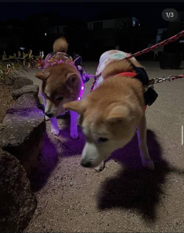 rikowakooneth's tweet photo. The unseparable duo 

#RICOWAKO $COCORO $ANJU $NEIRO https://t.co/sYGMMeDt0m