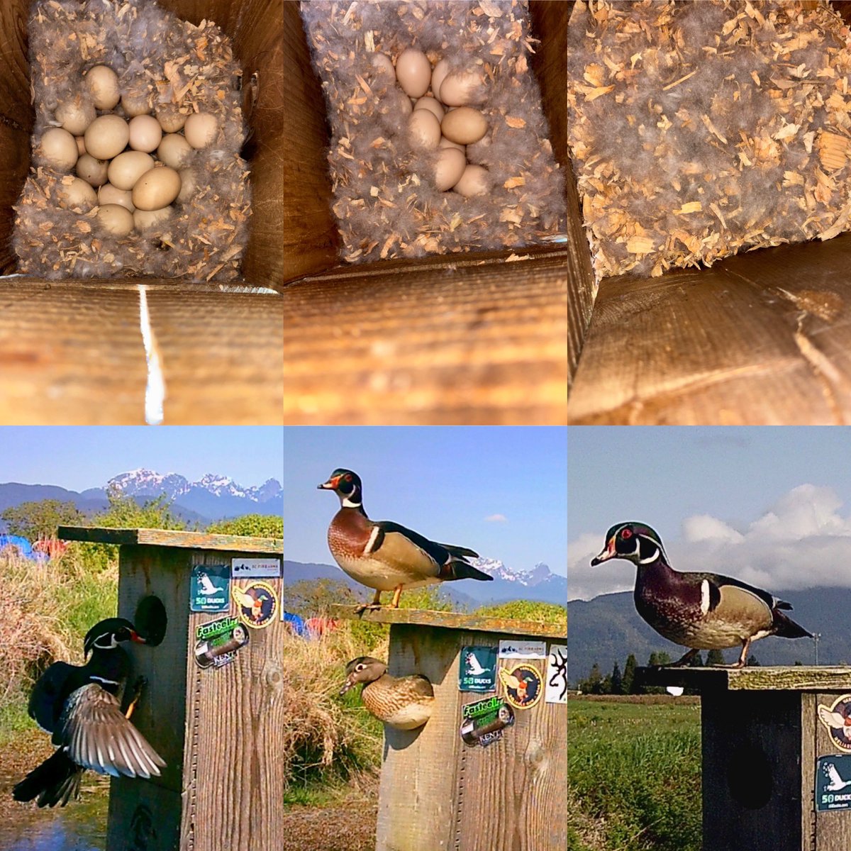 Pittwaterfowler's tweet image. Busy week meant late cam check…but HOLY cow are we cooking!!!!! #pittwaterfowlers #woodducks #nestingboxes #conservation