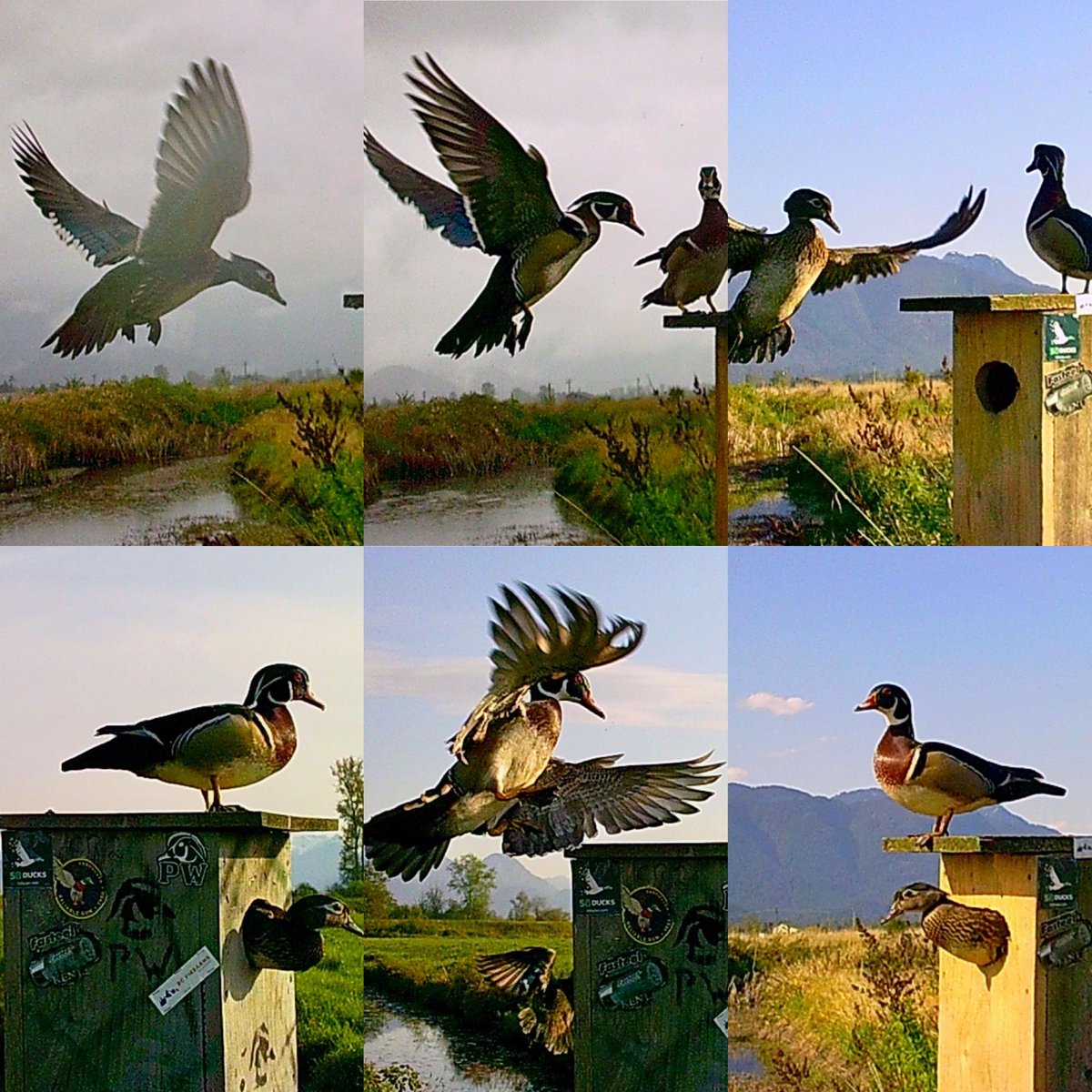 Pittwaterfowler's tweet image. Busy week meant late cam check…but HOLY cow are we cooking!!!!! #pittwaterfowlers #woodducks #nestingboxes #conservation