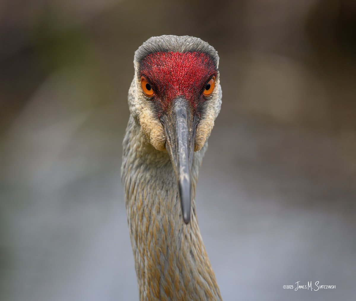 James Siatczynski (@jsiatczy) on Twitter photo Kensington Metropark, Milford, MI
<a href="/PureMichigan/">Pure Michigan</a> <a href="/NikonUSA/">NikonUSA</a> <a href="/MichiganDNR/">Michigan Department of Natural Resources</a> <a href="/MIMetroparks/">Metroparks</a> <a href="/USFWSMidwest/">Archived: USFWS Midwest Region</a> <a href="/OakGov/">Oakland County</a> <a href="/LivCoGov/">Livingston County</a> #kensingtonmetropark #sandhillcrane Kensington Metropark, Milford, MI
<a href="/PureMichigan/">Pure Michigan</a> <a href="/NikonUSA/">NikonUSA</a> <a href="/MichiganDNR/">Michigan Department of Natural Resources</a> <a href="/MIMetroparks/">Metroparks</a> <a href="/USFWSMidwest/">Archived: USFWS Midwest Region</a> <a href="/OakGov/">Oakland County</a> <a href="/LivCoGov/">Livingston County</a> #kensingtonmetropark #sandhillcrane