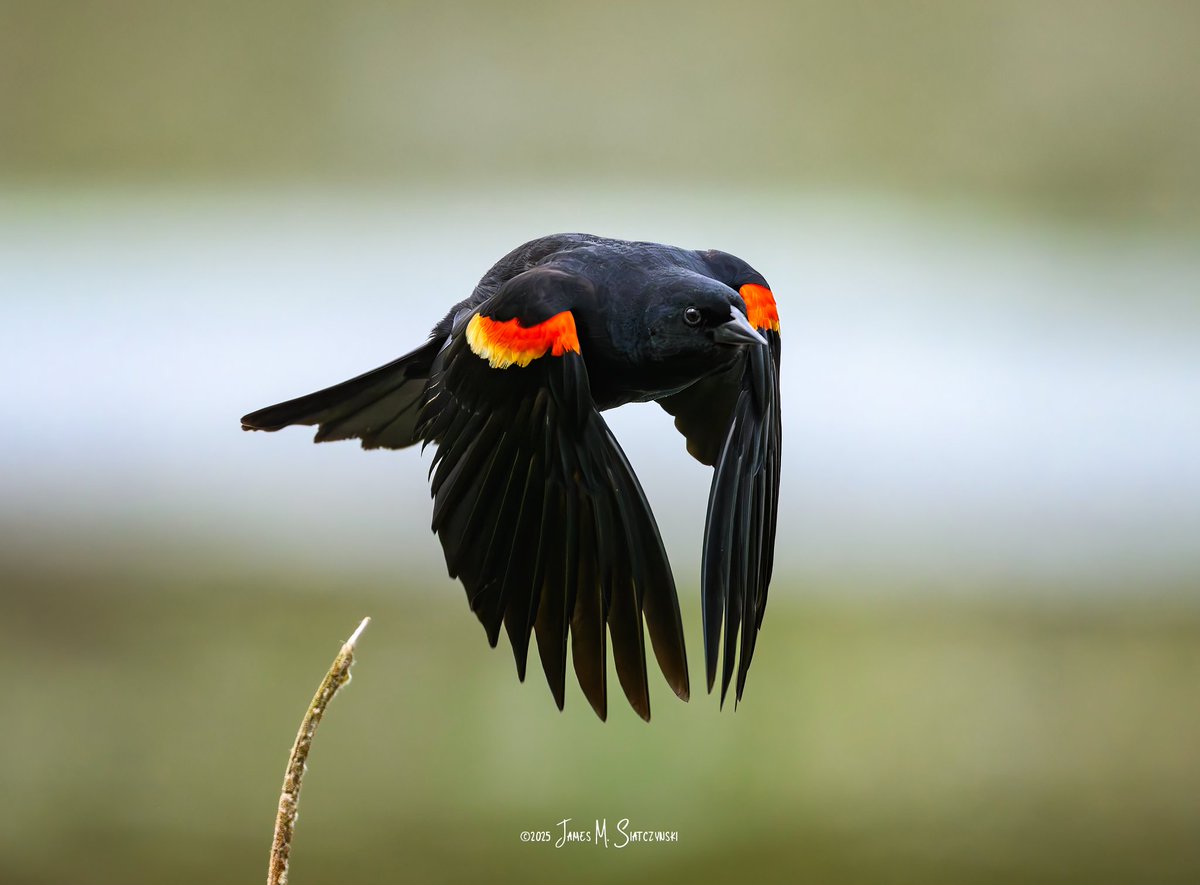 James Siatczynski (@jsiatczy) on Twitter photo Kensington Metropark, Milford, MI
<a href="/PureMichigan/">Pure Michigan</a> <a href="/NikonUSA/">NikonUSA</a> <a href="/MichiganDNR/">Michigan Department of Natural Resources</a> <a href="/MIMetroparks/">Metroparks</a> <a href="/USFWSMidwest/">Archived: USFWS Midwest Region</a> <a href="/OakGov/">Oakland County</a> <a href="/LivCoGov/">Livingston County</a> #kensingtonmetropark #redwingedblackbird Kensington Metropark, Milford, MI
<a href="/PureMichigan/">Pure Michigan</a> <a href="/NikonUSA/">NikonUSA</a> <a href="/MichiganDNR/">Michigan Department of Natural Resources</a> <a href="/MIMetroparks/">Metroparks</a> <a href="/USFWSMidwest/">Archived: USFWS Midwest Region</a> <a href="/OakGov/">Oakland County</a> <a href="/LivCoGov/">Livingston County</a> #kensingtonmetropark #redwingedblackbird