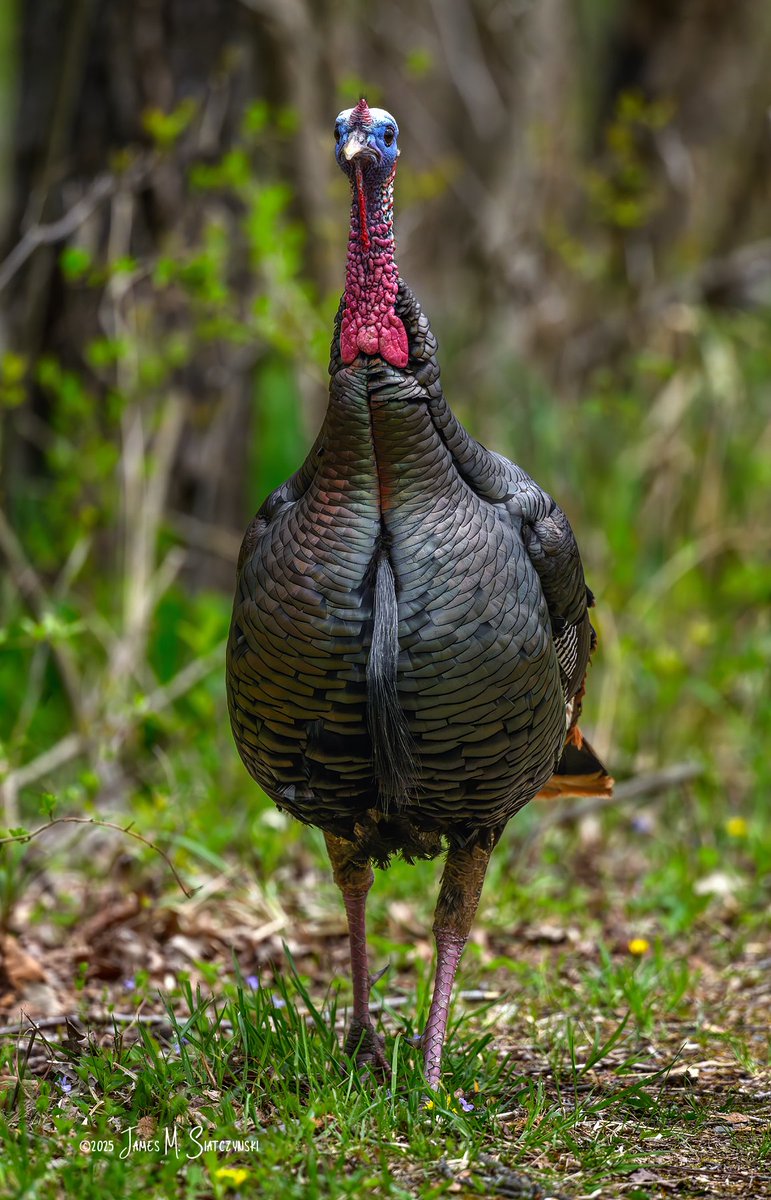 James Siatczynski (@jsiatczy) on Twitter photo Kensington Metropark, Milford, MI
<a href="/PureMichigan/">Pure Michigan</a> <a href="/NikonUSA/">NikonUSA</a> <a href="/MichiganDNR/">Michigan Department of Natural Resources</a> <a href="/MIMetroparks/">Metroparks</a> <a href="/USFWSMidwest/">Archived: USFWS Midwest Region</a> <a href="/OakGov/">Oakland County</a> <a href="/LivCoGov/">Livingston County</a> #kensingtonmetropark #Turkey Kensington Metropark, Milford, MI
<a href="/PureMichigan/">Pure Michigan</a> <a href="/NikonUSA/">NikonUSA</a> <a href="/MichiganDNR/">Michigan Department of Natural Resources</a> <a href="/MIMetroparks/">Metroparks</a> <a href="/USFWSMidwest/">Archived: USFWS Midwest Region</a> <a href="/OakGov/">Oakland County</a> <a href="/LivCoGov/">Livingston County</a> #kensingtonmetropark #Turkey