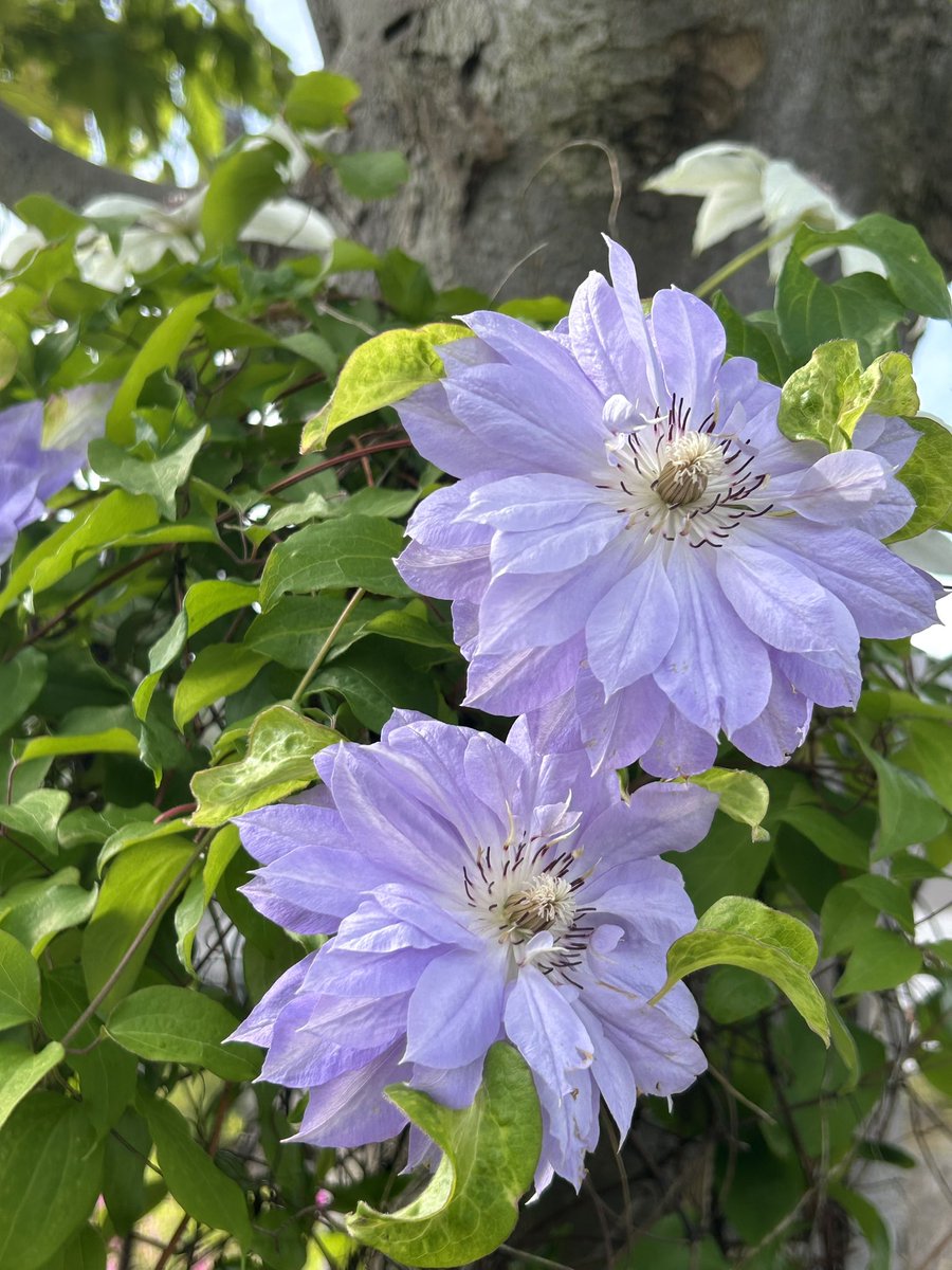 我が家のお庭のクレマチスが咲きました🥰
昨日は旦那さんと近所の公園までリハビリお散歩🩼旦那さん頑張りました👏✨
最近は足を触ってもそれほど痛がらなくなった旦那さん☺️足首から下の浮腫みを取る為に足裏ツボ押しのお手伝い✨パンパンだった足の裏も少しづつ柔らかくなってきてホッ🥰