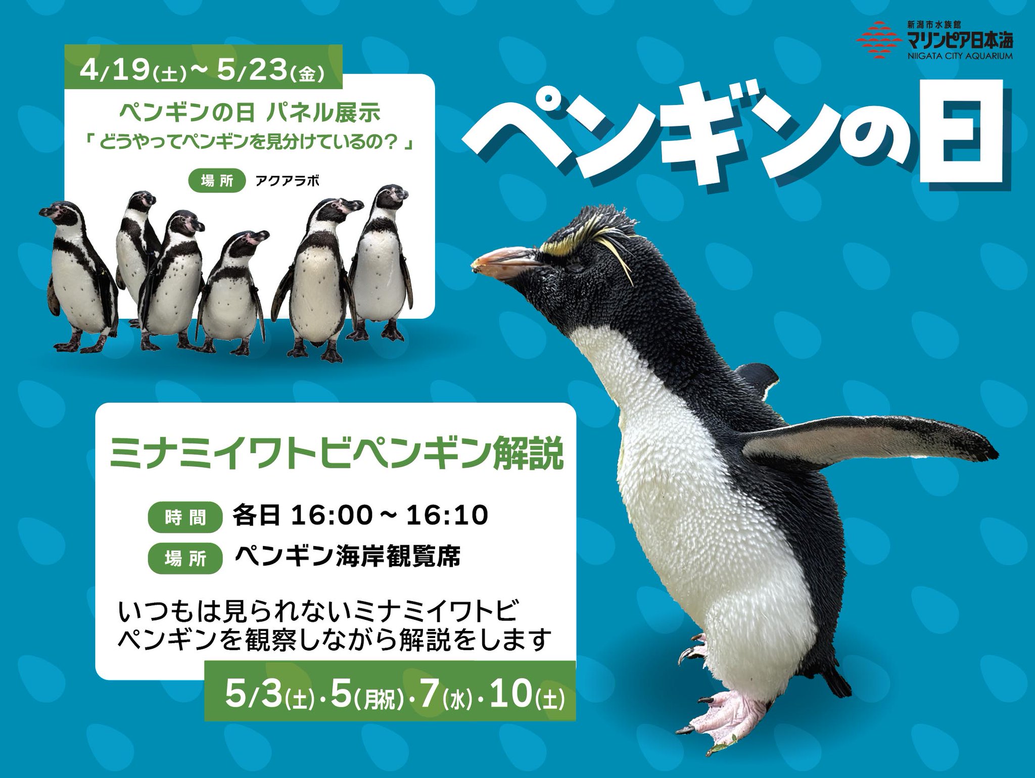 水族館4☆新潟☆マリンピア日本海9☆ペンギン☆記念メダル☆茶