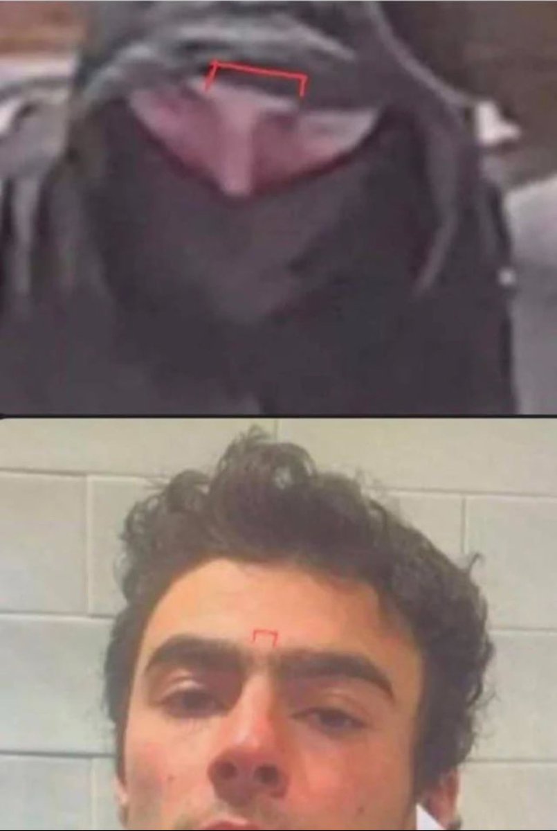 Dark,Odd,Conspiracy tweet media