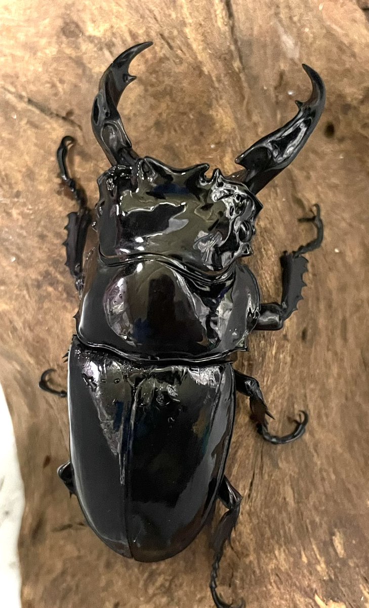 モンスターなべ@夏休み店長 on X