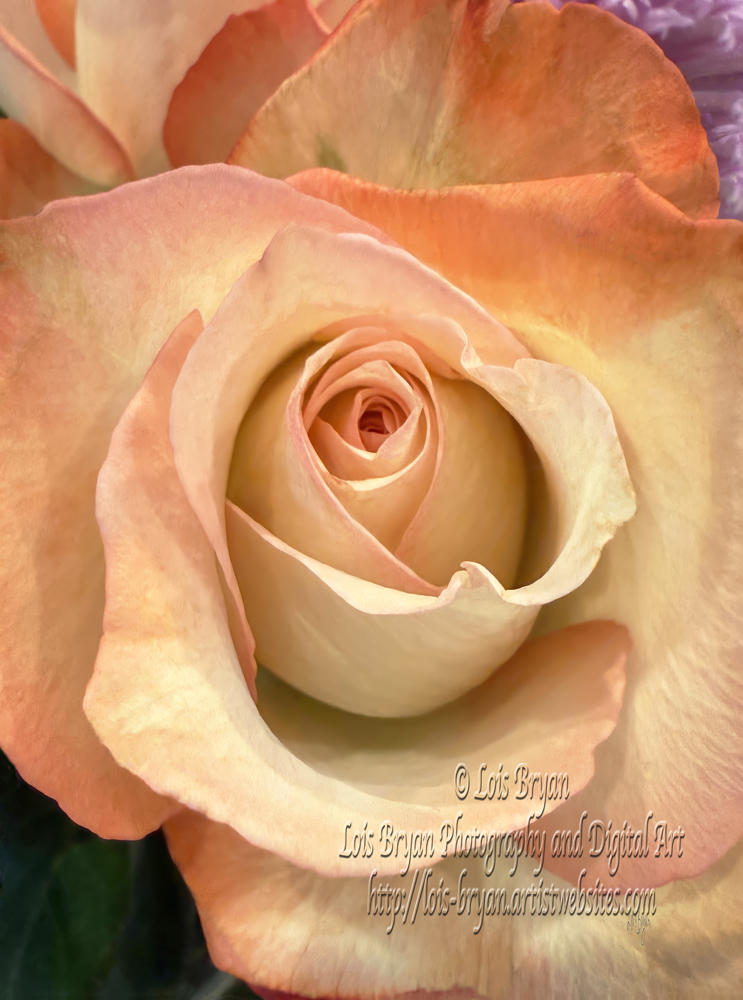 "Peaches And Cream Rose" ... my newest   lois-bryan.pixels.com/featured/peach…

#art #giftideas #roses #flowers #buyintoart #ayearforart #LoisBryan #NotAi