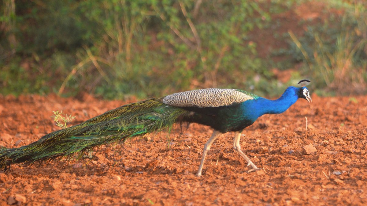 PRASHANT ADUR (@prashantadur) on Twitter photo #sunday #morningwalk with peafowls in upcoming #Treepark at MorarjiNagar....
#birdsofmorarjinagar
<a href="/nagabhushanb/">Nagabhushan 🇮🇳</a> <a href="/Hubballi_Infra/">Hubballi Dharwad Infra</a> <a href="/HubliCityeGroup/">Hublicity-eGroup</a> #sunday #morningwalk with peafowls in upcoming #Treepark at MorarjiNagar....
#birdsofmorarjinagar
<a href="/nagabhushanb/">Nagabhushan 🇮🇳</a> <a href="/Hubballi_Infra/">Hubballi Dharwad Infra</a> <a href="/HubliCityeGroup/">Hublicity-eGroup</a>