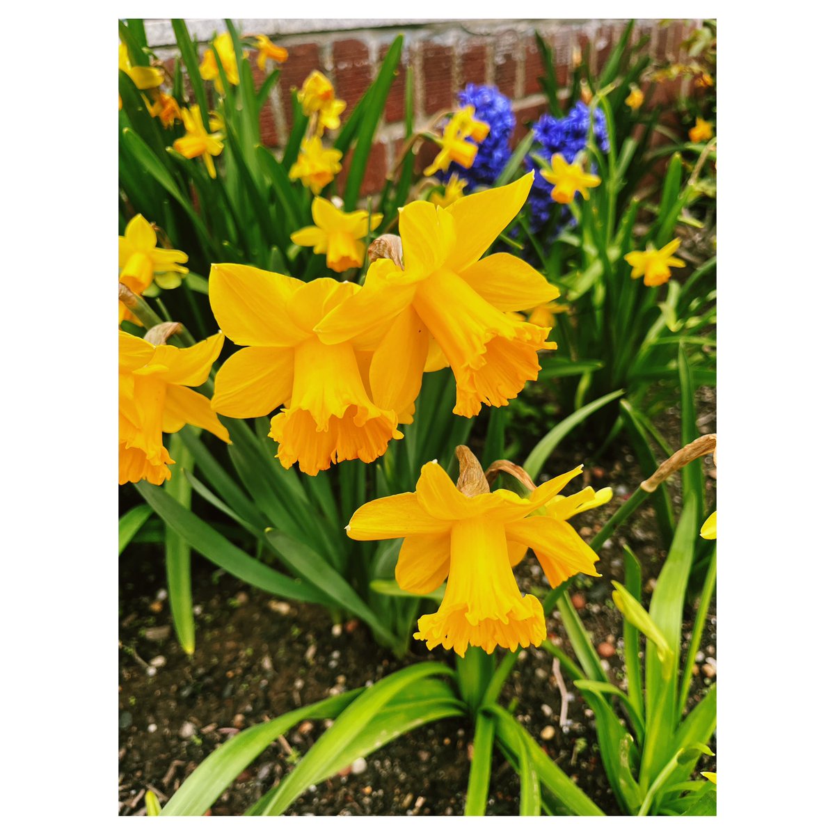 AleksKarjaka's tweet image. Bells of Springtime.
. . .
#springtime #springtimevibes #astoria #newyork #flowers #queens