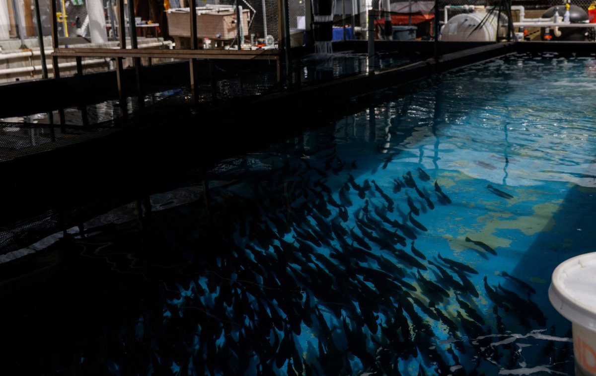 April 24—the The Hubbs-SeaWorld Research received a donation of 6.6 acres of land from NRG Energy. The contribution will support expansion and facilitate the development of a new aquaculture laboratory.

📸: <a href="/Sandyhuffaker1/">Sandy Huffaker</a> / CLL Media for <a href="/nrgenergy/">NRG Energy, Inc.</a>