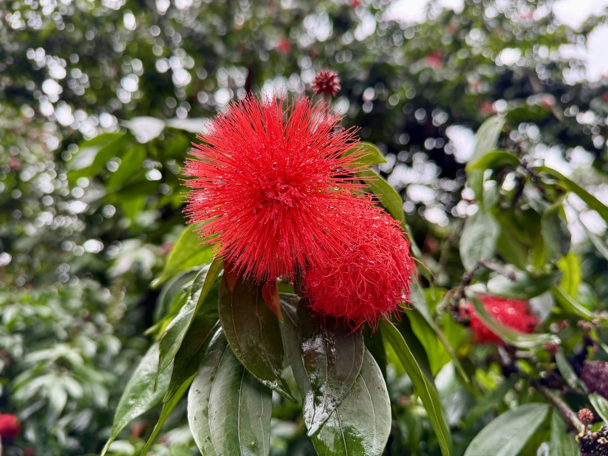 En mi escondite favorito… 🌺