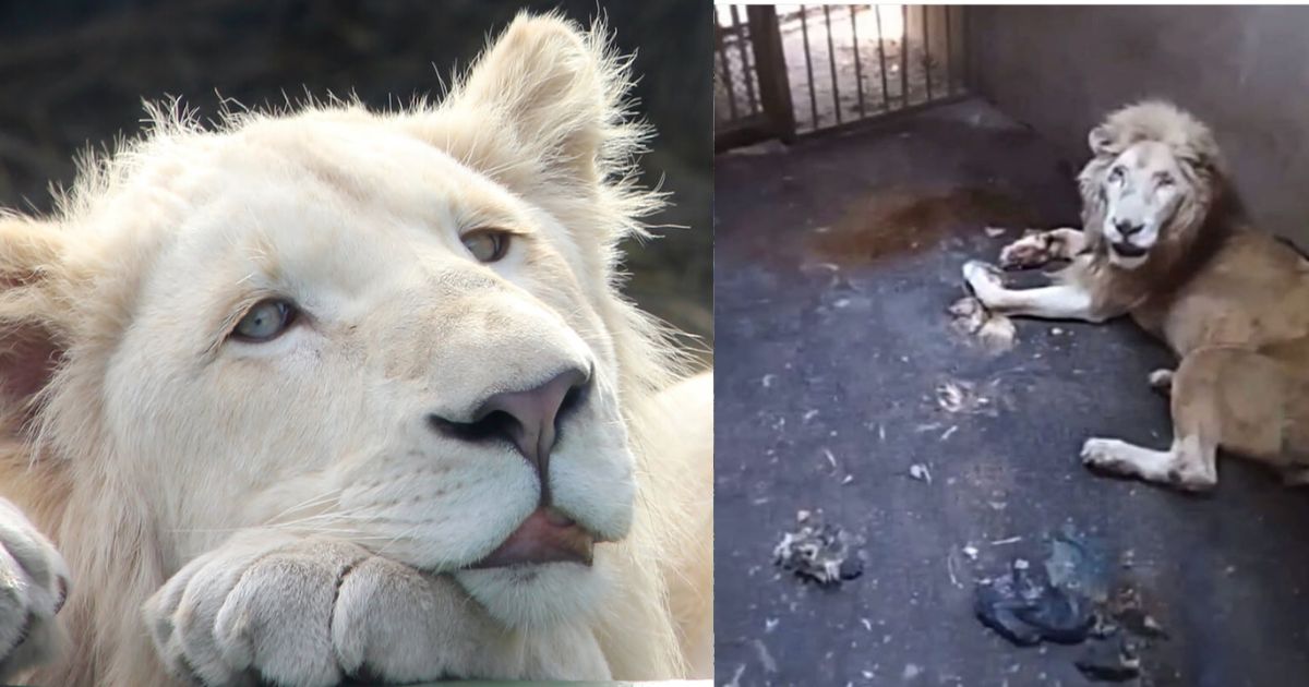 EnsedeCiencia's tweet image. 🚨| El último rugido de un rey

🔴 Un león blanco que habitaba en un zoológico en Culiacán, en el estado de Sinaloa. Falleció allí, en un lugar en medio de la desnutrición y el maltrato en una jaula insalubre. Fue en ese lugar en el que emitió el último rugido de su vida. Dicho…