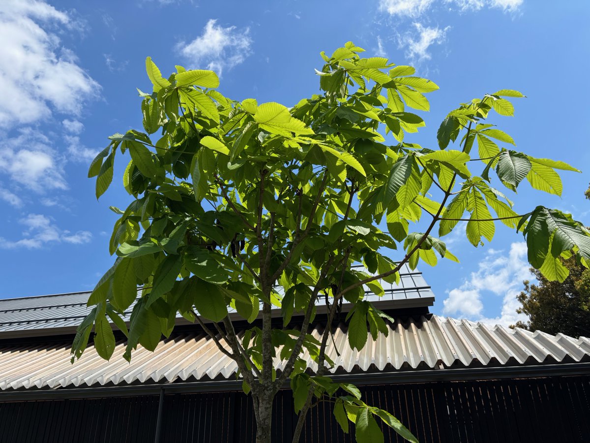 新緑の季節となりました。ゴールデンウィークは沢山の方が来館されています。ありがとうございます。北陸新幹線敦賀延伸1周年記念のミニ企画展は5月6日に終了します。ファイブ・レイクスキャンペーンもゴールデンウィークまでです。この機会に過去の記録をぜひご覧ください。