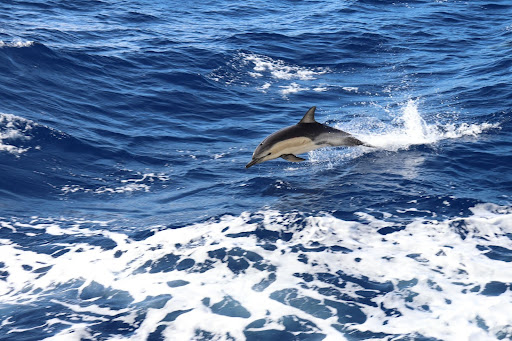 ucsdlibrary's tweet image. We're continuing our #EarthMonth celebration in May because every month is Earth Month! 🌊

#TodayILearned the common dolphin is the most abundant dolphin species on Earth. This snapshot was captured by a passenger aboard a @NOAA ship in 2019. 🐬

bit.ly/3Rwodyl 🔍
