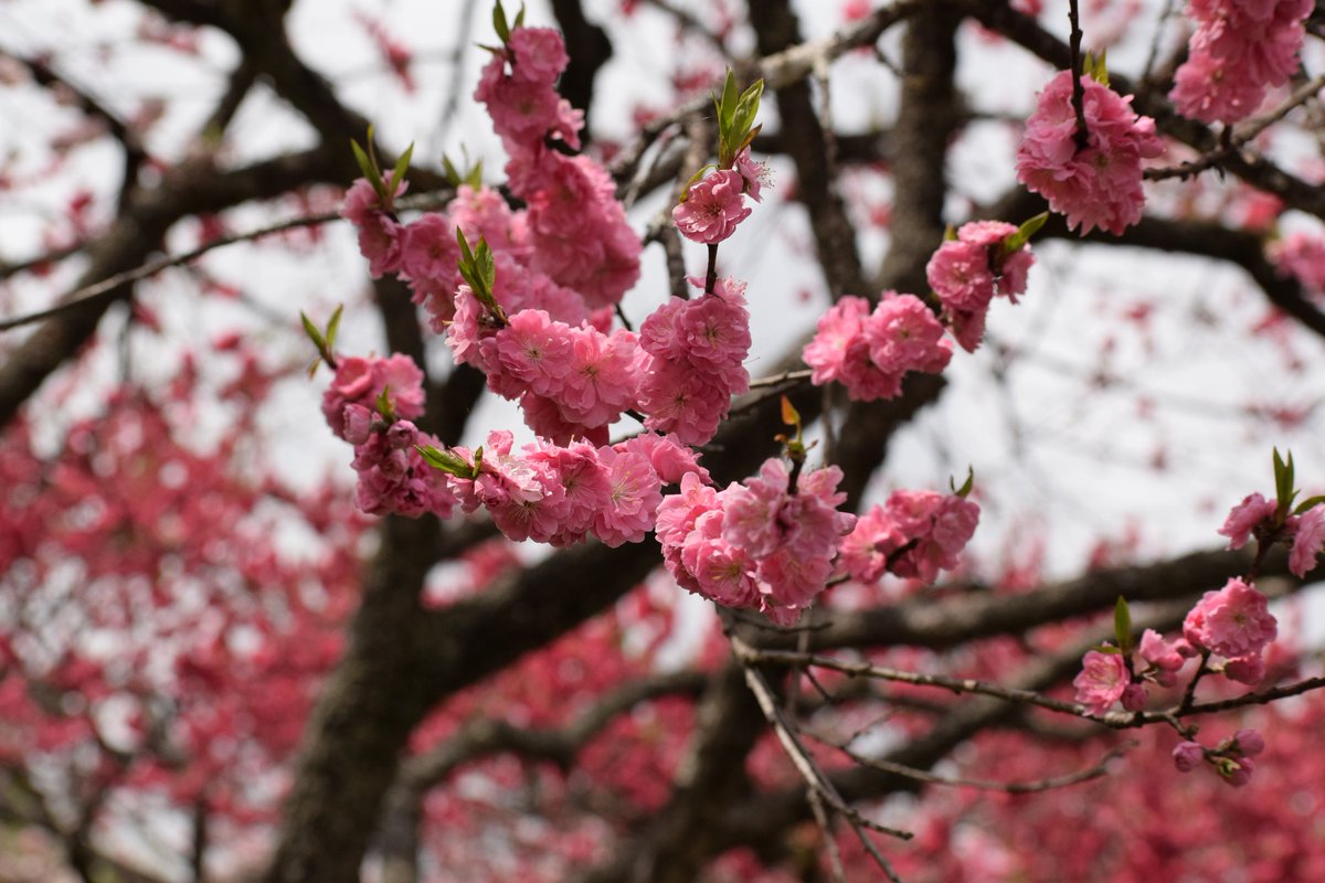 花桃の里🌸 
 #花桃の里 #阿智村
 #写真好きな人と繋がりたい
