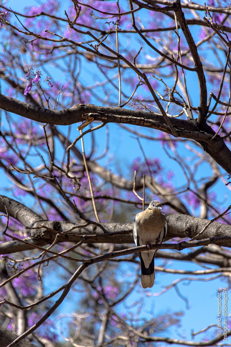 solnegro74's tweet photo. "Contemplando las jacarandas"
Ciudad de México, primavera 2025.
#jacarandas #aves #cdMX #fotografia #photography #parquesCdMx #birdphotography https://t.co/kQKDCYhQ42
