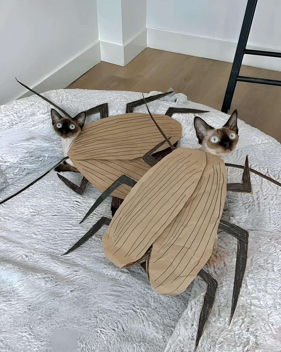 twaniimals's tweet image. 